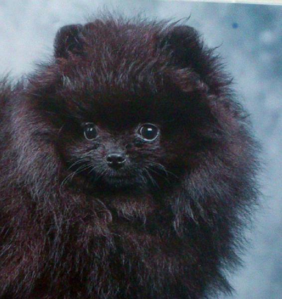 Les bébés nées à Domaine des Bouilles d'Amour