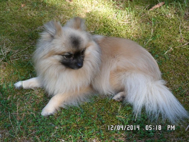 Chiots Spitz Allemand