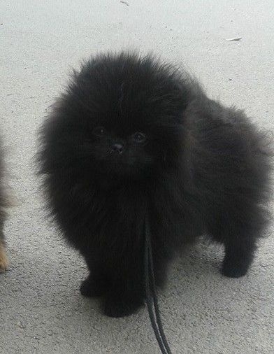 Mes Spitzs Pomeranian