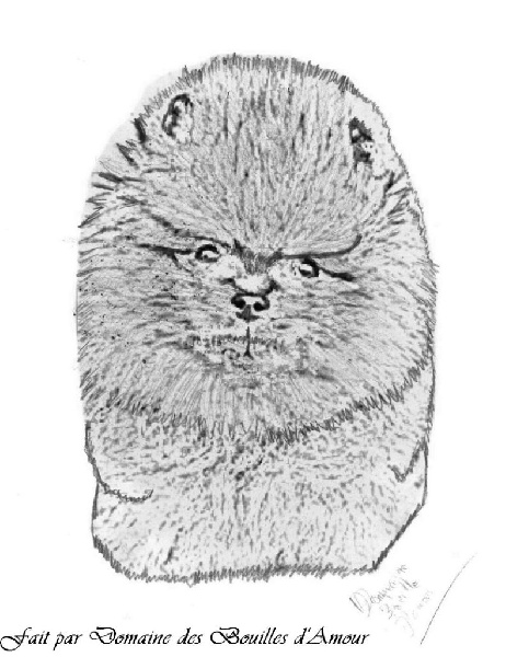 Mes Dessins de mes Spitzs